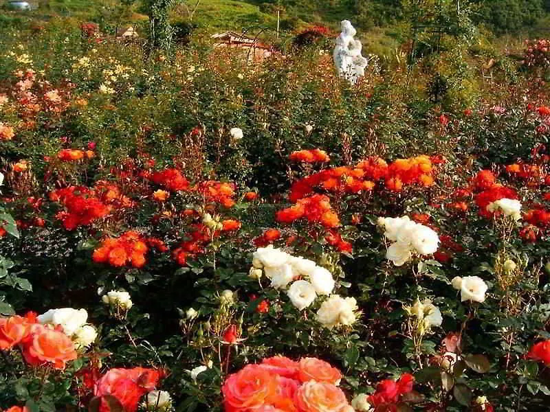 Vakantiepark Pestana Quinta Do Arco Nature & Rose Garden Hotel Arco de São Jorge